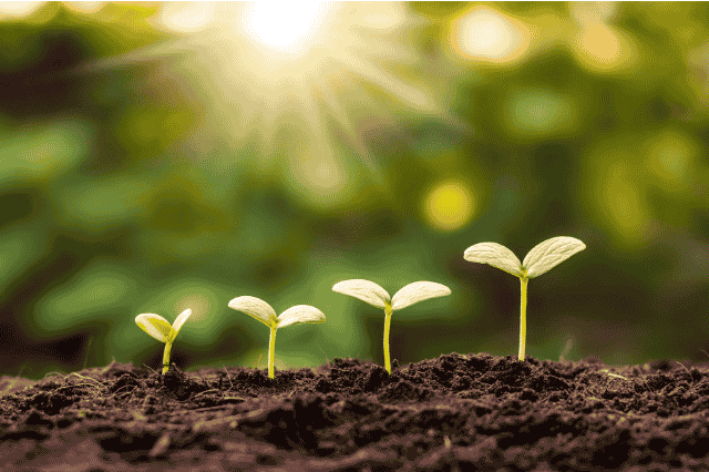 Planting Seeds Cultivating Happiness
