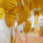 Dharma Courses & Meditation Practice, Eight Precepts